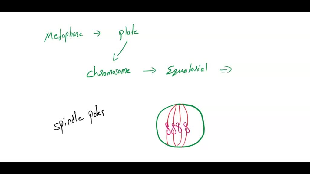 SOLVED: How do chromosomes align on the metaphase plate during the M ... Biology Diagrams