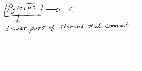 question-4-in-this-image-which-structure-is-identified-by-the-letter-c-cardiac-sphincter-esophagus_-fundus-circular-obllaue-duodenum-pylotic-camal-pylora-aninm-pyloric-sphincter-pyloris-body-73286