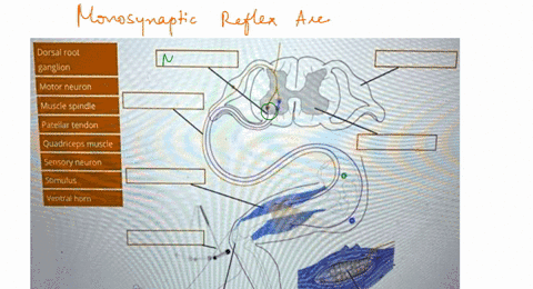 knee-jerk-reflex-all-reflex-actions-occur-via-reflex-arc-the-diagram-below-illustrates-simple-monosynaptic-eflex-arc-label-1pts-the-components-of-the-knee-jerk-reflex-arc-in-the-diagram-dors-67194