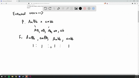 i-need-help-in-these-genetics-questions-asap-please-thank-you-1-assume-that-a-cross-is-made-between-two-fruit-flies-with-genotypes-aabb-and-aabb-their-offspring-occur-in-the-following-number-91254