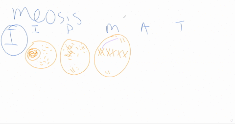draw-a-cell-with-6-chromosomes-going-through-meiosis-including-interphase-prophase-i-metaphase-i-anaphase-i-telophase-i-cytokinesis-prophase-ii-metaphase-ii-anaphase-ii-telophase-ii-cytokine-36562