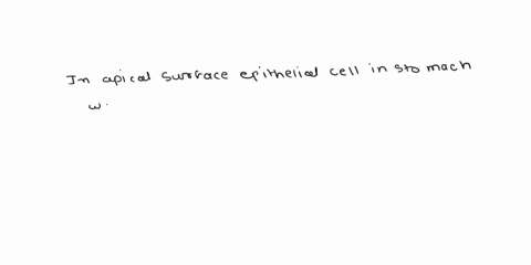 with-which-portion-of-an-epithelial-cell-in-the-stomach-would-food-be-in-contact-a-basalsurface-b-apical-surface-0-basal-lamina-d-reticularlamina-which-of-the-following-tissue-types-would-yo-65816