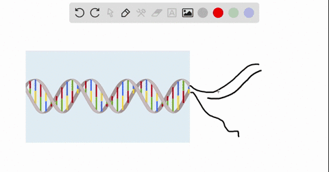 dna-strands-serve-as-which-of-the-following-during-dna-synthesis-05396