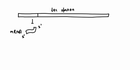 label-the-diagram-of-the-trp-operon-below-on-list-the-conditions-that-must-occur-for-this-trp-operon-t0-be-turned-on-label-this-diagram-the-trp-operon-offe-list-the-condilions-ihat-mus-occum-80484