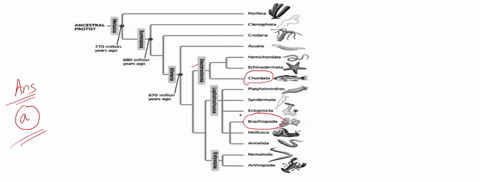 part-a-use-the-figure-answer-the-question_-ponfera-ancestral-protist-ctenophora-cnidaria-770-million-years-ago-acoela-hemichordata-680-million-yejes-490-echnodermata-1-1-chordata-platyhelmin-24559
