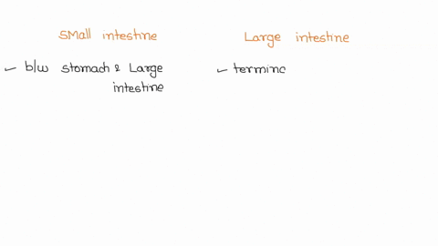 what-are-the-major-anatomical-differences-between-the-small-and-large-intestines-69965