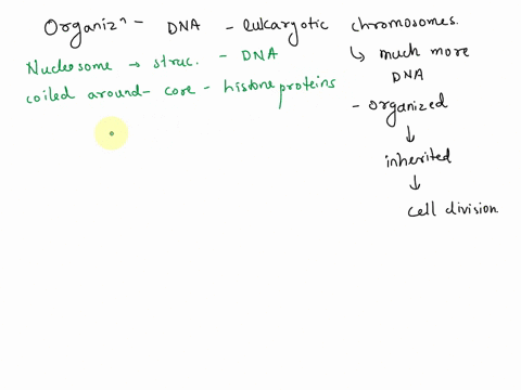 describe-the-organization-of-the-eukaryotic-chromosome-34277