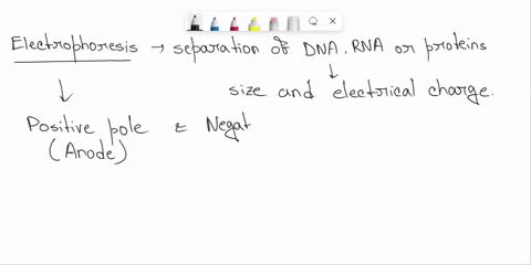 what-happens-if-the-position-of-the-cathode-and-anode-are-reversed-in-electrophoresis-87124