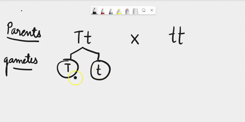 in-simple-dominant-recessive-inheritance-pattern-what-percentage-of-the-offspring-would-be-heterozygous-if-one-parent-is-heterozye-gous-and-one-parent-is-homozygous-recessiy-for-the-gene-100-80235
