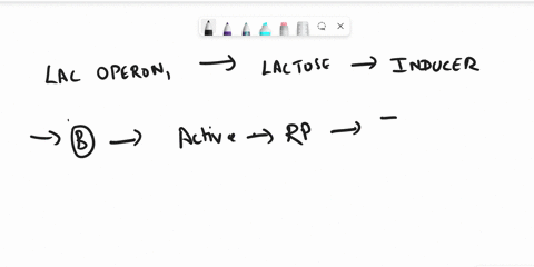 how-is-the-lac-operon-regulated-in-bacteria-in-the-presence-of-lactose-00905