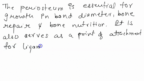 very-short-answer-typewhat-is-the-functional-significance-of-the-periosteum-in-a-long-bone-82875