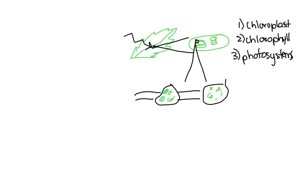 SOLVED Sunlight passes through the leaf and hits the outer surface