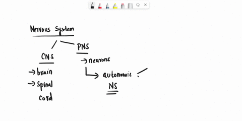 pnaitice-9-g4-which-is-not-a-characteristic-of-the-autonomic-nervous-system-its-output-pathways-have-two-divisions-sympathetic-and-parasympathetic-it-receives-input-from-enteroreceptors-spec-99536
