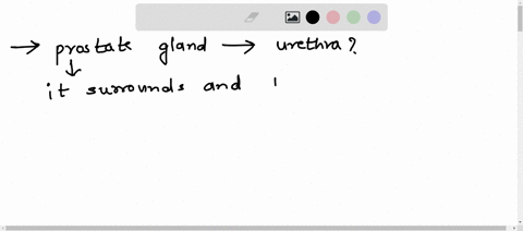 how-is-the-prostate-gland-related-to-the-urethra-what-problems-can-result-from-this-relationship-10226
