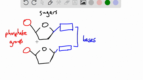 what-dose-3end-and-5end-means-in-dna-and-rna-strands-44653