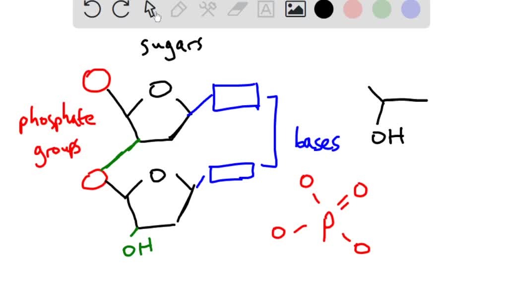 solved-if-you-want-to-identify-the-3-end-of-a-dna-or-rna-molecule