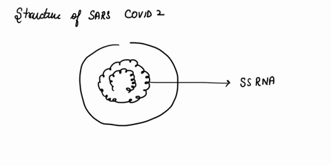 identify-each-of-the-structures-on-diagram-of-viral-particles-and-explain-its-structure-capsid-fwnactiopm-envelope-not-ound-in-all-viruses-spike-proteins-mamrx-proteins-nol-ound-in-all-virus-63259