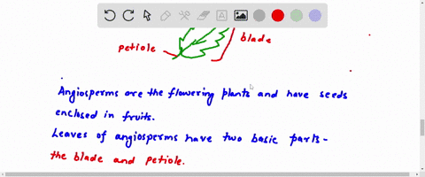 name-the-two-main-parts-of-an-angiosperm-leaf-what-is-the-function-of-each-part-17557