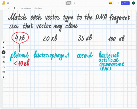 match-each-vector-type-to-the-dna-fragment-size-that-vector-may-clone_-4kb-20-kb-35-kb-100-kb-answer-bank-plasmid-bacteriophage-cosmid-bacterial-artificial-chromosome-bac-89357