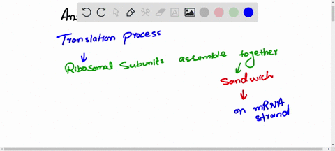 the-mrna-codons-on-an-mrna-molecule-are-translated-into-an-amino-acid-sequence-by-pre-mrna-select-one-true-false-34394