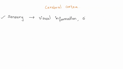 locate-the-sensory-association-and-motor-areas-of-the-cerebral-cortex-and-describe-the-general-functions-of-each-88903