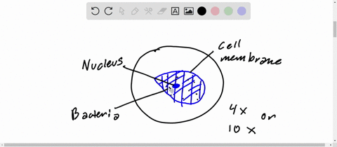 PART B: Assessments Complete the following: 1. Sketch a single cheek ...