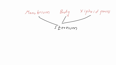 this-structure-is-made-of-the-manubrium-the-body-and-the-xyphoid-process-group-of-answer-choices-sternum-ribs-ribcage-collarbone