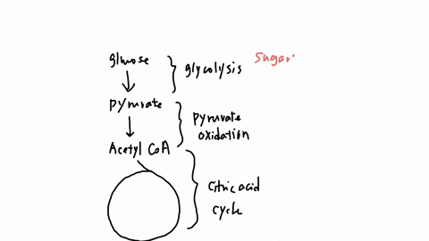 match-each-of-the-following-with-the-correct-metabolic-pathways-that-they-can-be-intermediates-for-drag-the-appropriate-items-to-their-respective-bins-view-available-hints-reset-help-glucose-51184
