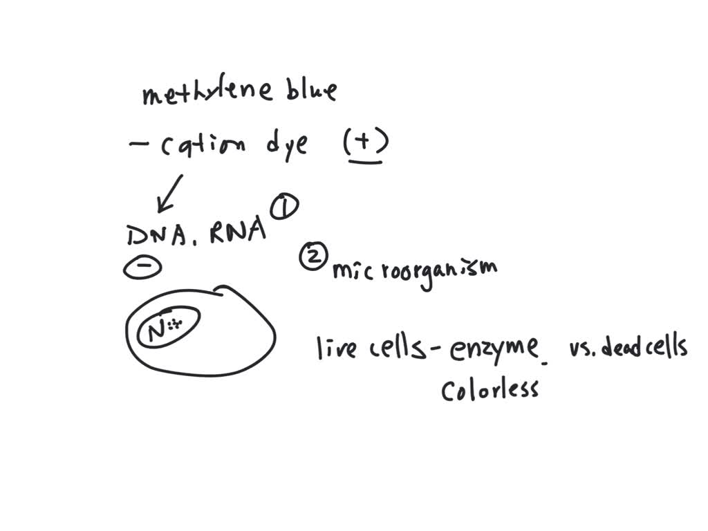 SOLVED Why is methylene blue added to epithelial cells in a wet mount