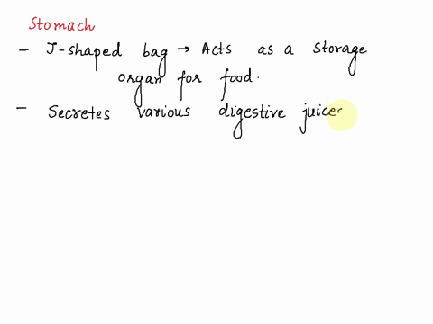 what-is-the-primary-role-of-the-stomach-in-the-human-digestive-system-63217