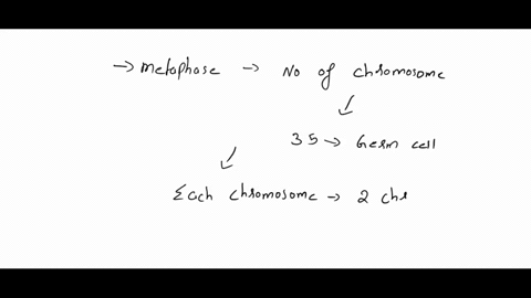 use-the-following-information-as-the-basis-for-answering-all-questions-a-diploid-eukaryotic-organisza-35-unique-chromosomes-chromosome-is-metacentric-chromosome-il-is-telocentric-chromosomet-09526