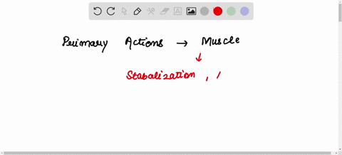 what-is-the-action-of-the-pectoralis-major-muscle-09937