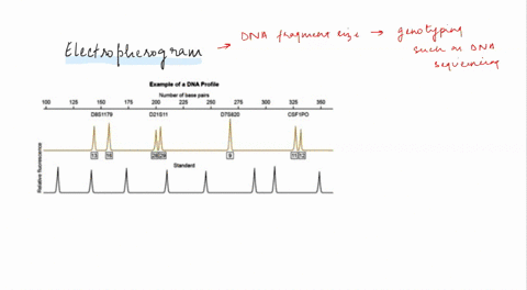 Topic 1 reading an electropherogram the image below is the...