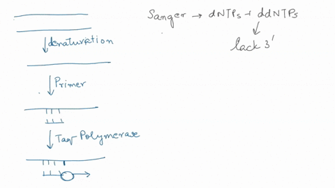 the-diagram-below-represents-region-ofa-dna-sequencing-gel-produced-using-the-sanger-chain-temination-technique-te-indmvidual-lanes-represent-the-reaction-products-from-the-four-separate-lab-94747