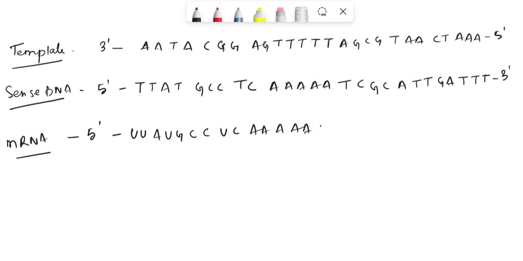 SOLVED: Identify the DNA strand from the information below. Using ...