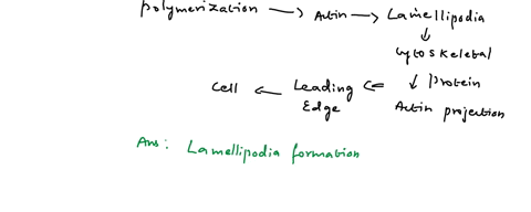 question-1-rac-family-of-g-proteins-are-involved-with-a-lamellipodia-formation-b-filopodia-formation-c-stress-fiber-formation-d-none-question-2-arp23-dependent-mechanism-happens-during-which-81145