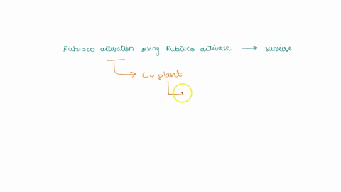 is-the-following-question-true-or-false-rubisco-activation-using-rubisco-activase-occurs-only-at-sunrise-09116