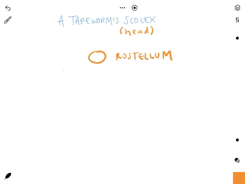 what-structure-make-up-the-scolex-of-a-tapeworm-31598