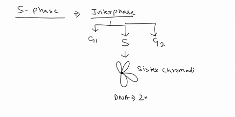 which-of-the-following-is-true-regarding-the-phase-of-a-cells-life-cycle-a-cell-completing-this-phase-is-committed-to-dividing-into-two-cells-b-the-cell-is-actively-producing-the-proteins-it-58148