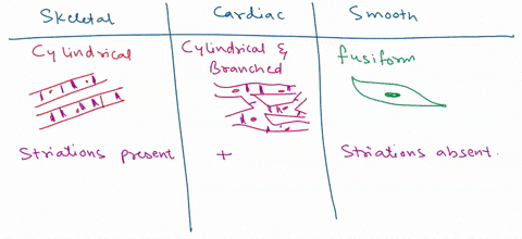 what-are-the-similarities-and-differences-of-the-three-types-of-muscle-focus-on-the-microscopic-composition-control-mechanisms-locations-and-examples-of-these-muscle-types-and-identify-any-c-82646