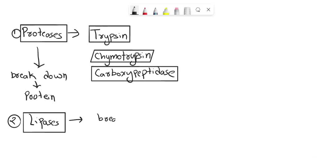SOLVED Name the three main pancreatic enzymes and what they digest