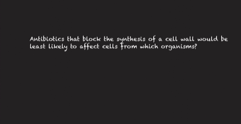 antibiotics-that-block-the-synthesis-of-a-cell-wall-would-be-least-likely-to-affect-cells-from-which-organisms-73045