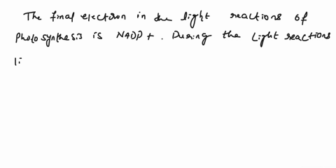 what-is-the-final-electron-acceptor-in-the-light-reactions-05pts-what-are-the-sources-of-electrons-in-oxidative-phosphorylation-1pt-describe-how-a-proton-gradient-is-generated-by-the-electro-07471