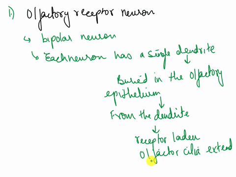 olfaction-the-sense-of-smell-is-responsive-to-chemical-stimuli-a-describe-the-anatomy-of-an-olfactory-receptor-neuron-and-its-location-b-provide-a-possible-explanation-for-why-an-individual-66205