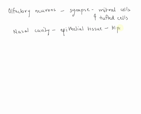 olfactory-neurons-synapse-with-mitral-cells-and-tufted-cells-in-the-______-which-lies-inferior-to-the-frontal-lobe-14563