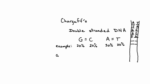 erwin-chargaffs-discovery-that-dna-contains-equimolar-amounts-of-guanine-and-cytosine-and-also-equimolar-amounts-of-adenine-and-thymine-has-come-to-be-known-as-chargaffs-rule-g-c-and-a-t-a-d-08611