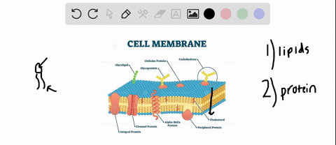 ine-structure-of-biological-membranes-for-a-molecule-to-function-as-part-of-cell-membrane-what-are-the-two-structural-requirements-hydrchibbithe-lipid-bilaver-structure-of-the-biological-mem-93924