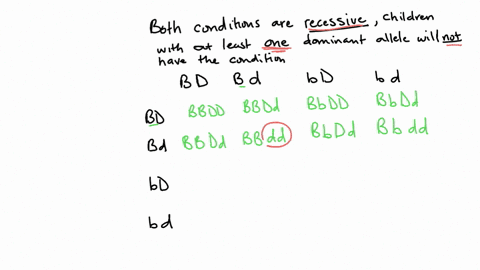 a-man-and-woman-are-each-heterozygous-for-both-biotinidase-deficiency-bb-and-deafness-dd-both-conditions-are-autosomal-recessive-and-assort-independently-they-plan-to-marry-and-start-a-family-what-pro