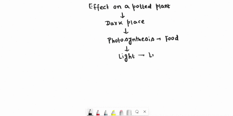 a-potted-plant-is-placed-in-the-dark-which-statement-best-describes-what-will-most-likely-happen-first-to-the-plant-over-time-the-plant-will-die-because-it-does-not-have-what-it-needs-for-ce-35316