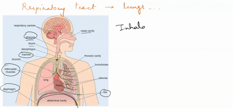 which-structure-moves-down-as-its-muscles-contract-a-trachea-b-diaphragm-c-pharynx-d-ribs-35817